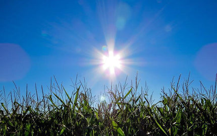 5 Fun Facts About the Summer Solstice