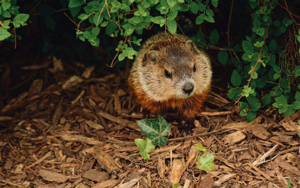 The History of Groundhog Day
