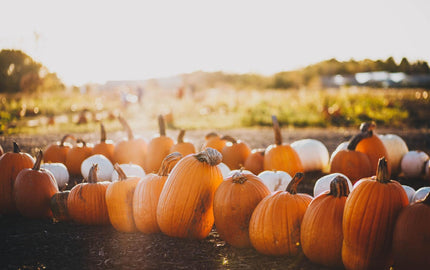 Fall Traditions to Take Part in This Year